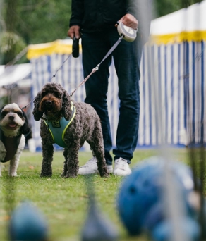 Three dogs on leads are being led amongst stalls set up at the Art in the Gardens art show.