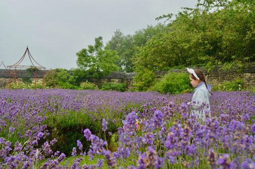 A person stands in a large field of blooming purple lavender flowers, surrounded by greenery and trees. In the background, there is a stone wall and a decorative metal structure. The sky is overcast, giving the scene a soft, muted light.