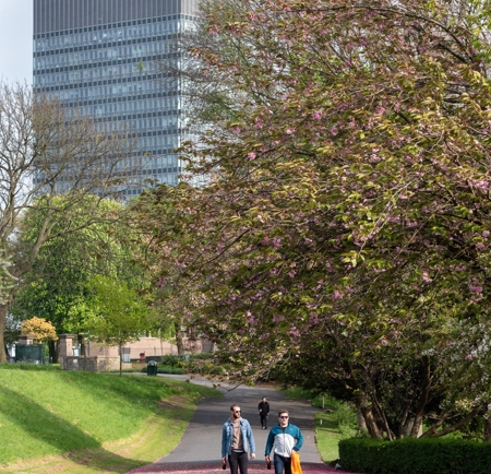 Two people walking along a paved path in a park lined with green grass and trees covered in pink blossoms. Fallen petals create a pink layer on the ground. In the background, a tall modern building rises above the trees under a partly cloudy sky.