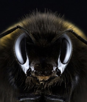 An extreme close-up of an insect's head.