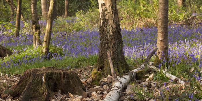 Forest scene with birch trees and a fallen log on the ground, surrounded by dry leaves and moss. In the background, a dense carpet of purple-blue flowers, likely bluebells, covers the forest floor under soft sunlight.