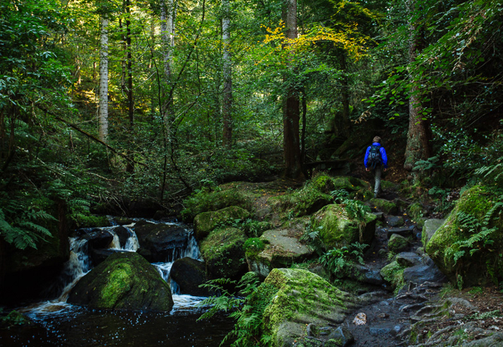 A man walks along a path next to a river in the forest at Wymingbrook  in Sheffield.